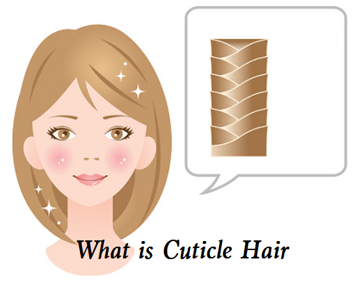 What is Cuticle Hair.png